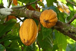 Cash Crops