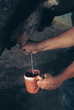 Dairy Products