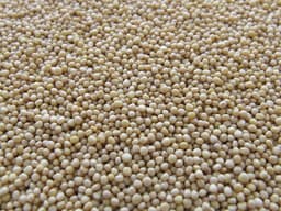 Grains and Oilseeds