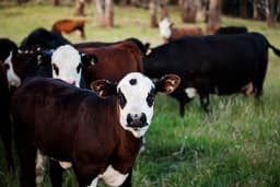 Livestock