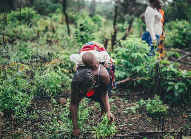 Top 10 High-Demand Crops in Nigeria and How to Profit from Them