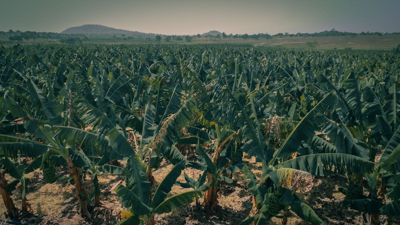 How to Start Farming in Nigeria with Little Capital: A Beginner’s Guide