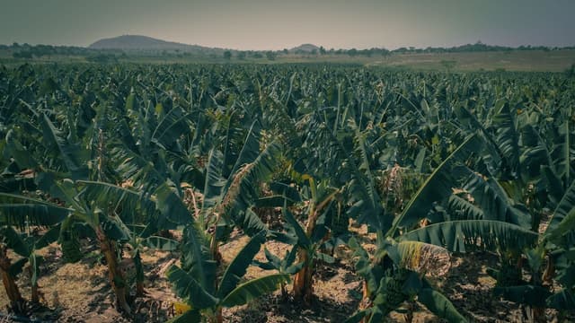 How to Start Farming in Nigeria with Little Capital: A Beginner’s Guide