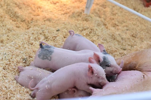 Baby pigs for nursery now on sale