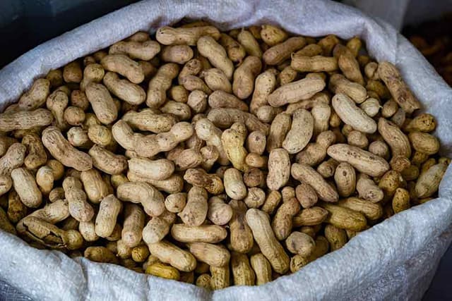 Fresh Groundnuts (Peanuts) 