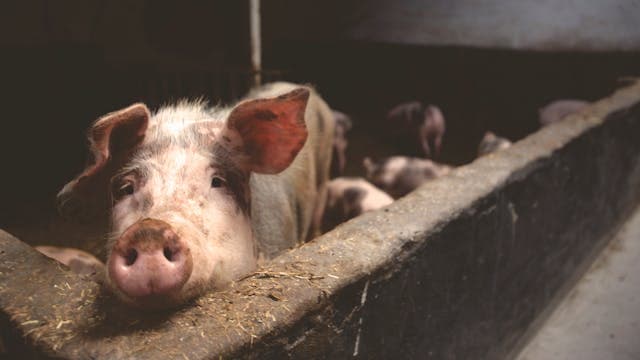 Baby pigs for nursery now on sale
