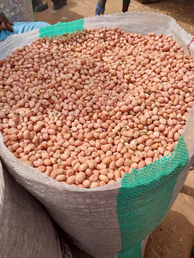 Fresh Groundnuts (Peanuts) 