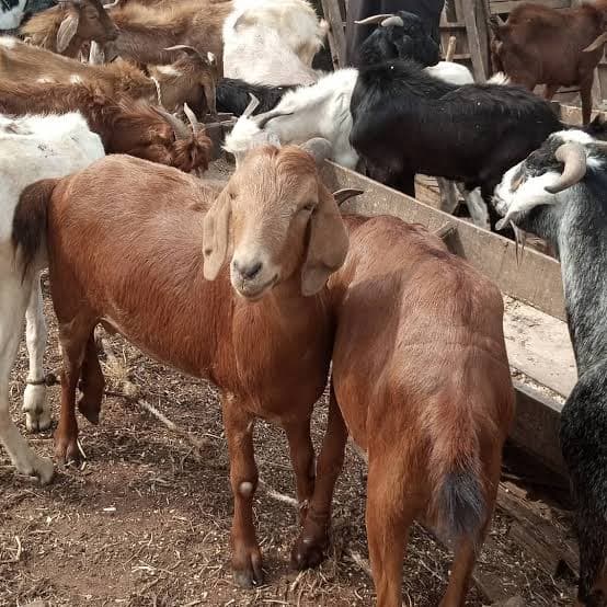 Goats for sale