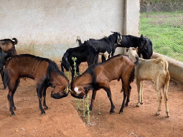 Goats for sale