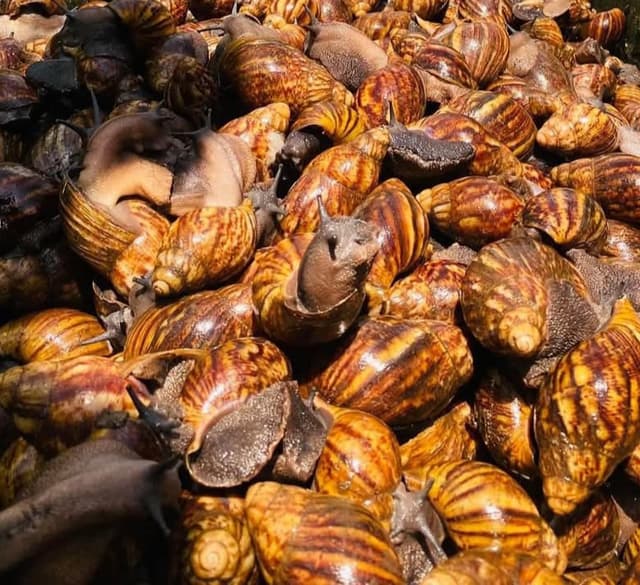 Mature Snails & Breeding Stock for Sale